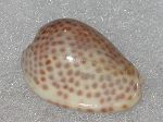 Persicula Persicula